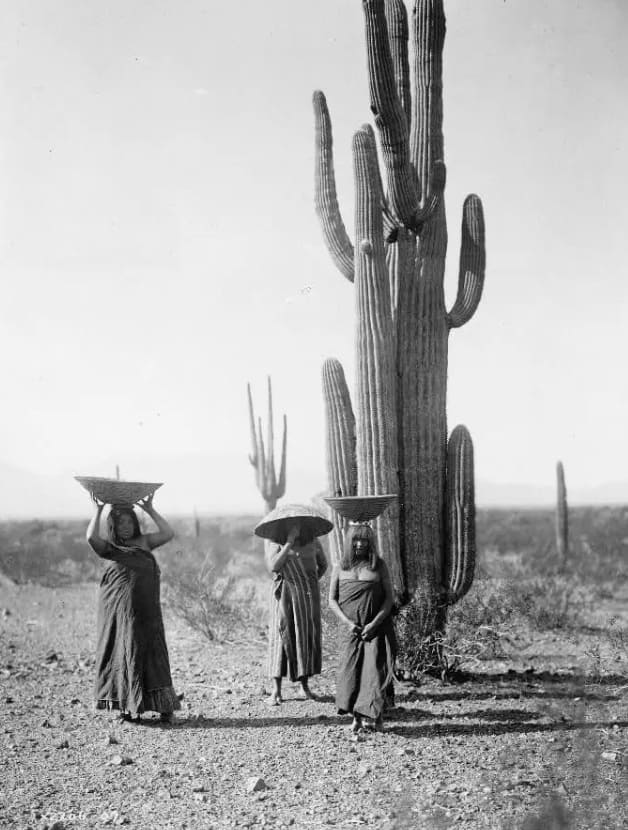 Native American women picking cactus fruit